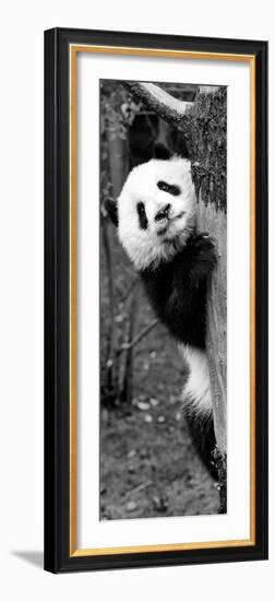 China 10MKm2 Collection - Giant Panda Baby-Philippe Hugonnard-Framed Photographic Print