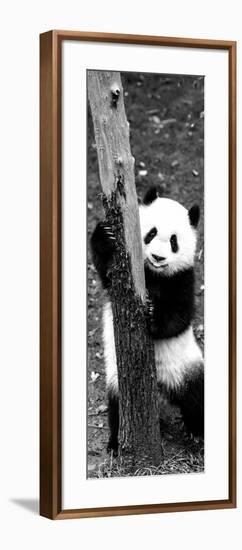 China 10MKm2 Collection - Giant Panda Baby-Philippe Hugonnard-Framed Photographic Print