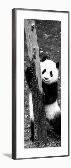 China 10MKm2 Collection - Giant Panda Baby-Philippe Hugonnard-Framed Photographic Print