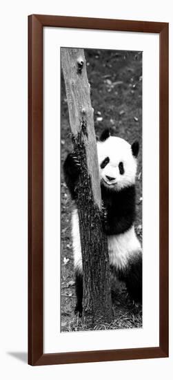 China 10MKm2 Collection - Giant Panda Baby-Philippe Hugonnard-Framed Photographic Print