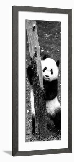 China 10MKm2 Collection - Giant Panda Baby-Philippe Hugonnard-Framed Photographic Print