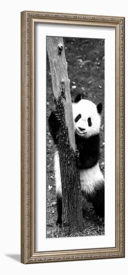 China 10MKm2 Collection - Giant Panda Baby-Philippe Hugonnard-Framed Photographic Print