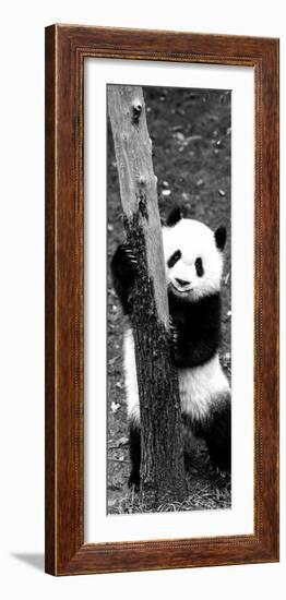 China 10MKm2 Collection - Giant Panda Baby-Philippe Hugonnard-Framed Photographic Print