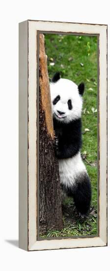 China 10MKm2 Collection - Giant Panda Baby-Philippe Hugonnard-Framed Premier Image Canvas