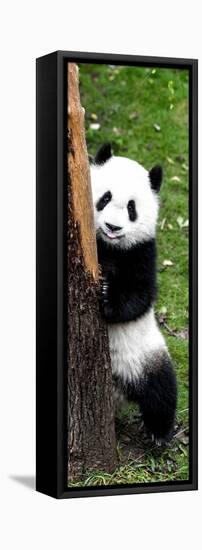 China 10MKm2 Collection - Giant Panda Baby-Philippe Hugonnard-Framed Premier Image Canvas