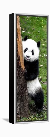 China 10MKm2 Collection - Giant Panda Baby-Philippe Hugonnard-Framed Premier Image Canvas