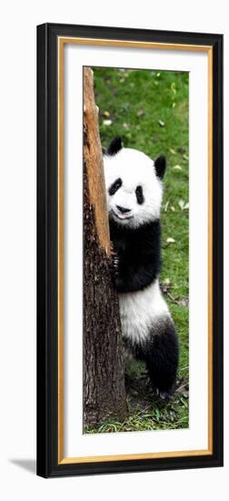 China 10MKm2 Collection - Giant Panda Baby-Philippe Hugonnard-Framed Photographic Print