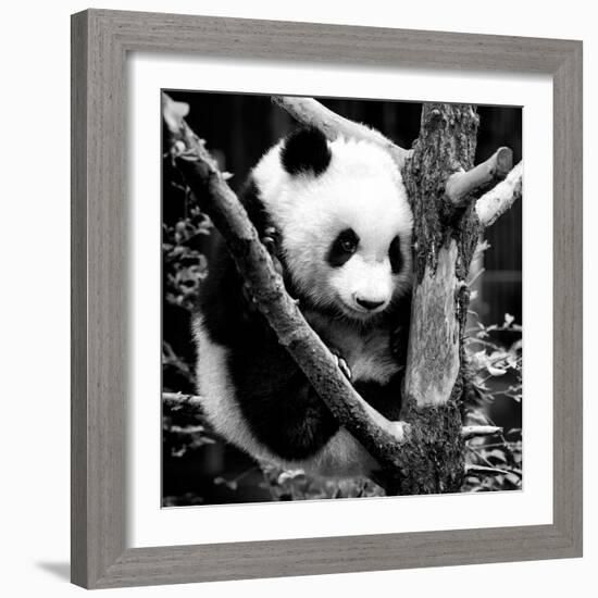 China 10MKm2 Collection - Giant Panda Baby-Philippe Hugonnard-Framed Photographic Print