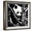 China 10MKm2 Collection - Giant Panda Baby-Philippe Hugonnard-Framed Photographic Print