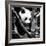 China 10MKm2 Collection - Giant Panda Baby-Philippe Hugonnard-Framed Photographic Print