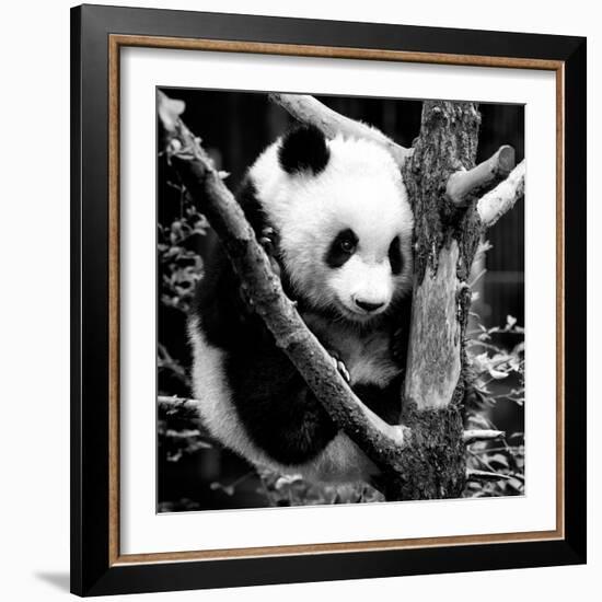 China 10MKm2 Collection - Giant Panda Baby-Philippe Hugonnard-Framed Photographic Print