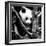 China 10MKm2 Collection - Giant Panda Baby-Philippe Hugonnard-Framed Photographic Print