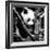 China 10MKm2 Collection - Giant Panda Baby-Philippe Hugonnard-Framed Photographic Print