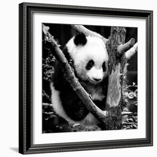 China 10MKm2 Collection - Giant Panda Baby-Philippe Hugonnard-Framed Photographic Print