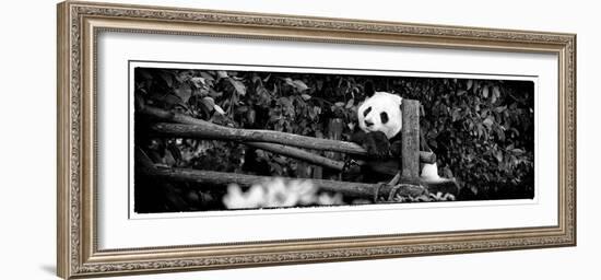 China 10MKm2 Collection - Giant Panda Baby-Philippe Hugonnard-Framed Photographic Print