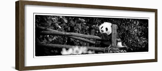 China 10MKm2 Collection - Giant Panda Baby-Philippe Hugonnard-Framed Photographic Print