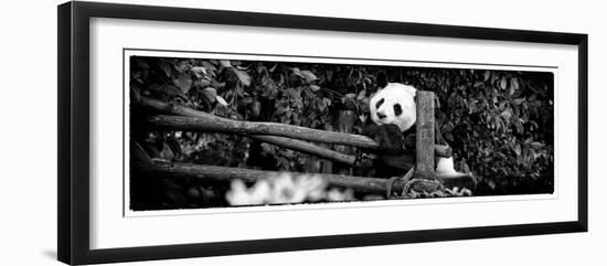 China 10MKm2 Collection - Giant Panda Baby-Philippe Hugonnard-Framed Photographic Print