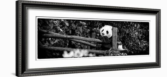 China 10MKm2 Collection - Giant Panda Baby-Philippe Hugonnard-Framed Photographic Print