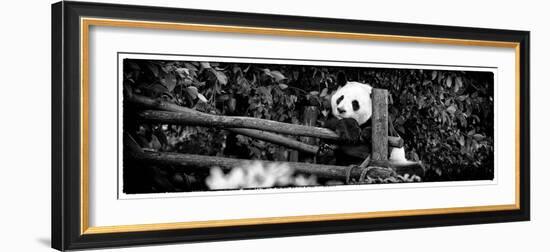 China 10MKm2 Collection - Giant Panda Baby-Philippe Hugonnard-Framed Photographic Print