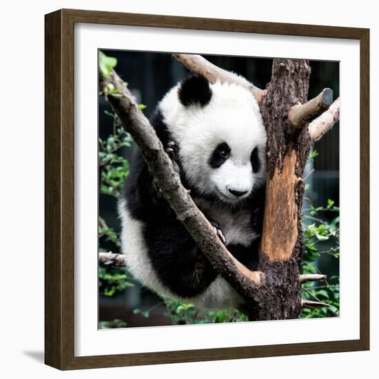 China 10MKm2 Collection - Giant Panda Baby-Philippe Hugonnard-Framed Photographic Print