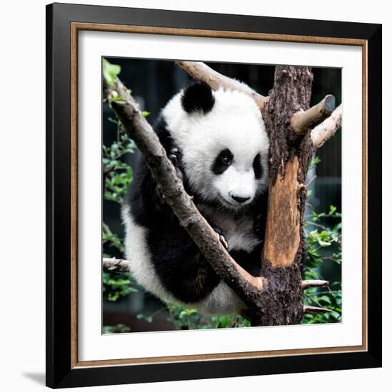 China 10MKm2 Collection - Giant Panda Baby-Philippe Hugonnard-Framed Photographic Print