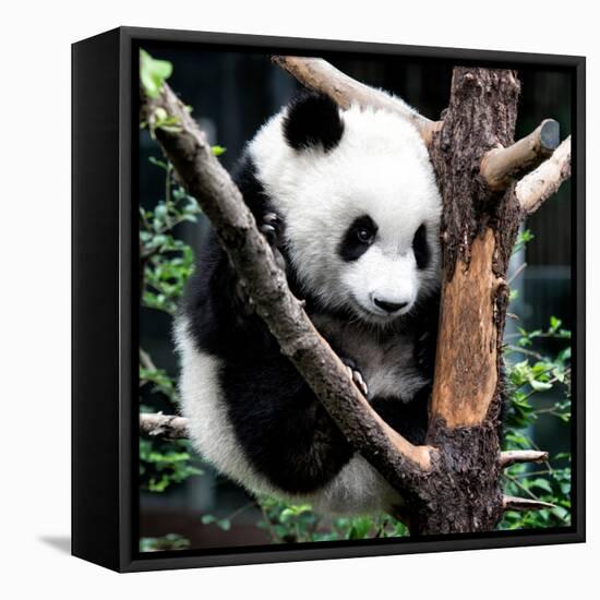 China 10MKm2 Collection - Giant Panda Baby-Philippe Hugonnard-Framed Premier Image Canvas