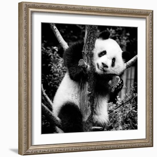 China 10MKm2 Collection - Giant Panda Baby-Philippe Hugonnard-Framed Photographic Print