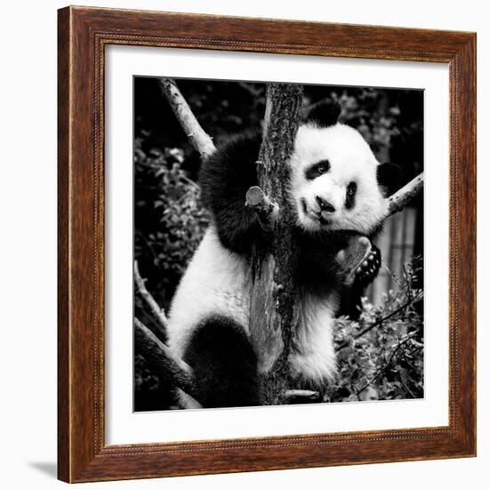 China 10MKm2 Collection - Giant Panda Baby-Philippe Hugonnard-Framed Photographic Print