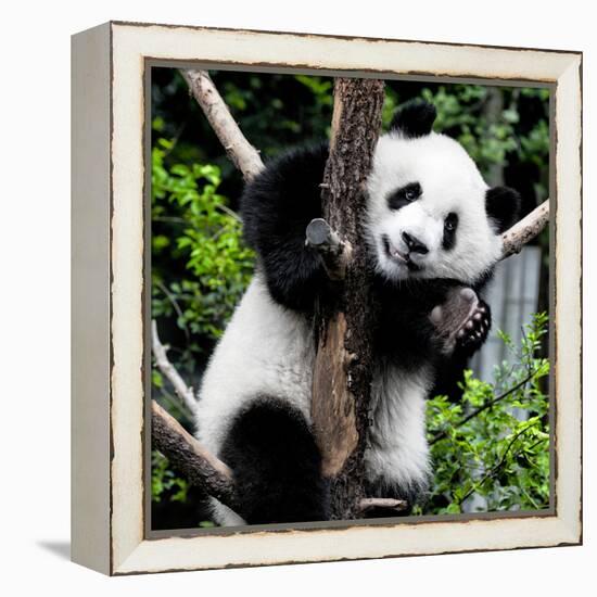 China 10MKm2 Collection - Giant Panda Baby-Philippe Hugonnard-Framed Premier Image Canvas