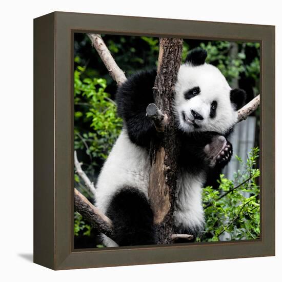 China 10MKm2 Collection - Giant Panda Baby-Philippe Hugonnard-Framed Premier Image Canvas