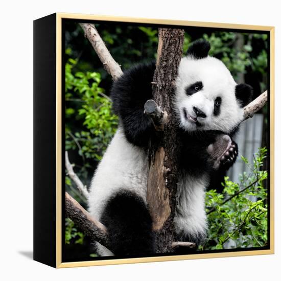 China 10MKm2 Collection - Giant Panda Baby-Philippe Hugonnard-Framed Premier Image Canvas