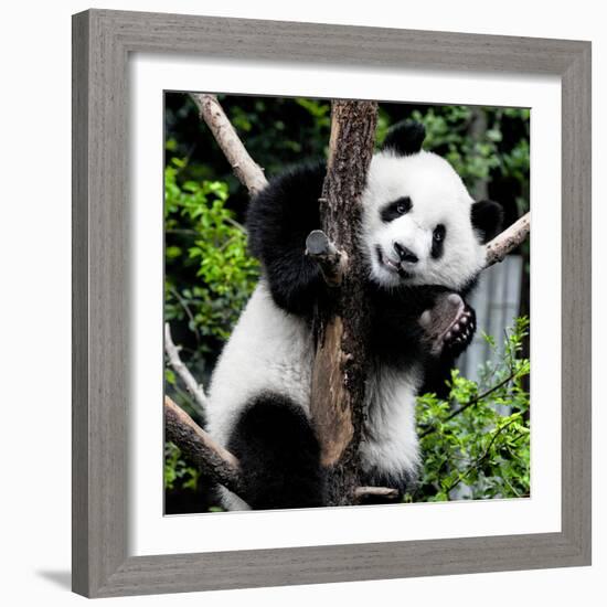 China 10MKm2 Collection - Giant Panda Baby-Philippe Hugonnard-Framed Photographic Print