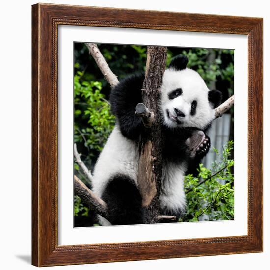 China 10MKm2 Collection - Giant Panda Baby-Philippe Hugonnard-Framed Photographic Print