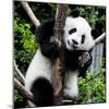 China 10MKm2 Collection - Giant Panda Baby-Philippe Hugonnard-Mounted Photographic Print