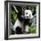 China 10MKm2 Collection - Giant Panda Baby-Philippe Hugonnard-Framed Photographic Print