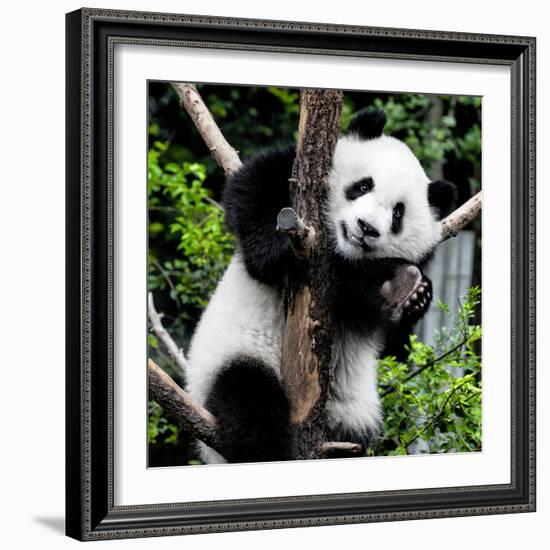 China 10MKm2 Collection - Giant Panda Baby-Philippe Hugonnard-Framed Photographic Print