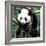 China 10MKm2 Collection - Giant Panda Baby-Philippe Hugonnard-Framed Photographic Print