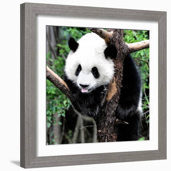 China 10MKm2 Collection - Giant Panda Baby-Philippe Hugonnard-Framed Photographic Print