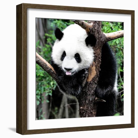 China 10MKm2 Collection - Giant Panda Baby-Philippe Hugonnard-Framed Photographic Print