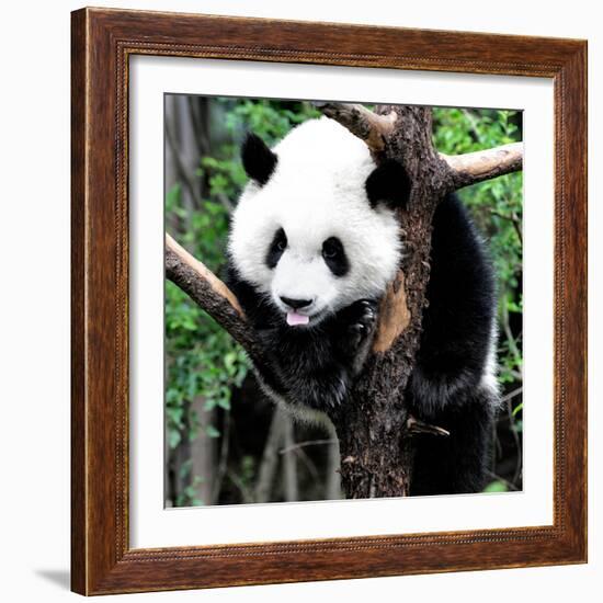 China 10MKm2 Collection - Giant Panda Baby-Philippe Hugonnard-Framed Photographic Print