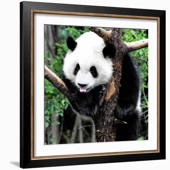 China 10MKm2 Collection - Giant Panda Baby-Philippe Hugonnard-Framed Photographic Print