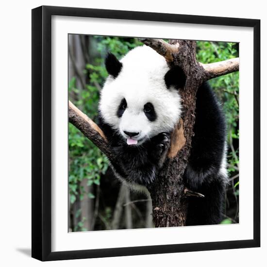 China 10MKm2 Collection - Giant Panda Baby-Philippe Hugonnard-Framed Photographic Print