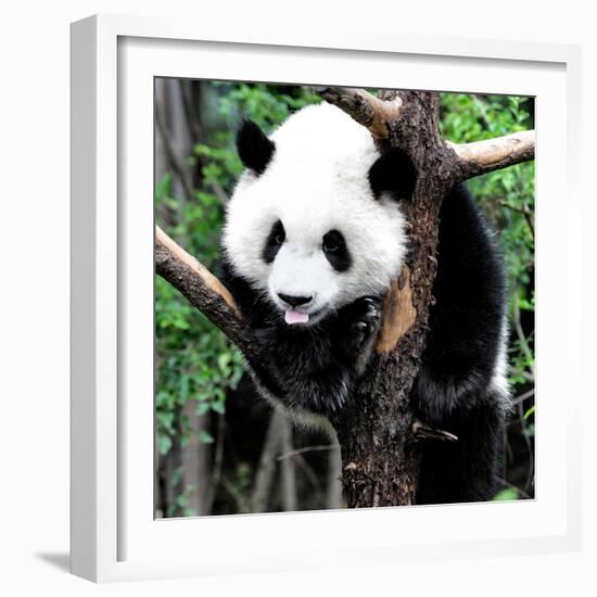 China 10MKm2 Collection - Giant Panda Baby-Philippe Hugonnard-Framed Photographic Print