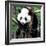 China 10MKm2 Collection - Giant Panda Baby-Philippe Hugonnard-Framed Photographic Print