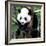 China 10MKm2 Collection - Giant Panda Baby-Philippe Hugonnard-Framed Photographic Print