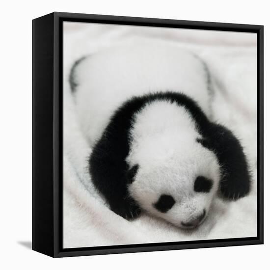 China 10MKm2 Collection - Giant Panda Baby-Philippe Hugonnard-Framed Premier Image Canvas