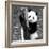 China 10MKm2 Collection - Giant Panda Baby-Philippe Hugonnard-Framed Photographic Print