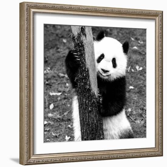 China 10MKm2 Collection - Giant Panda Baby-Philippe Hugonnard-Framed Photographic Print