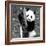 China 10MKm2 Collection - Giant Panda Baby-Philippe Hugonnard-Framed Photographic Print