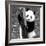 China 10MKm2 Collection - Giant Panda Baby-Philippe Hugonnard-Framed Photographic Print